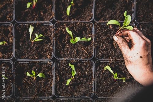 Young chard or silverbeet seedling plants into planting pots