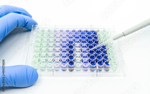 Scientist is putting reagents into 96 well micro plate with a single channel pipette for biological experiment