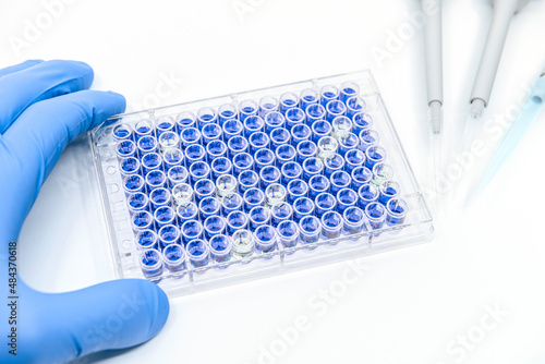 Scientist is testing ELISA immunoassay by 96 well micro plate and pipettes