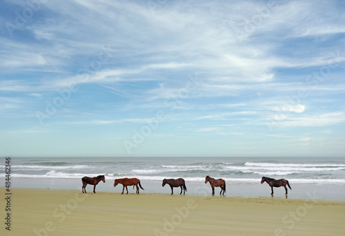 Wild horses on the beach in Corolla on the North Carolina Outer Banks