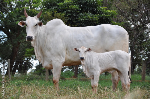 Vaca raça nelore parida com bezerro ao pé