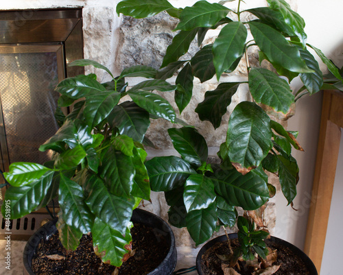 Arabica Coffee Growing Indoors