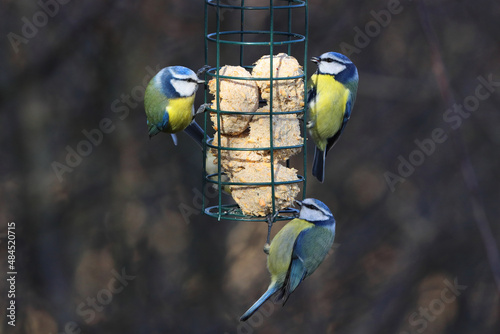 A Group of Blue Tits feeding off a Bird Feeder.