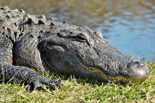 Happy Smiling Gator at La Chua Trail in Gainesville, Florida, USA