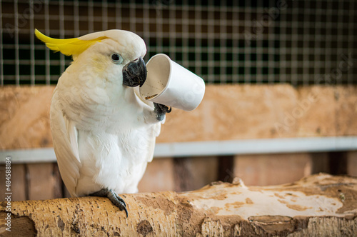 The yellow-crested cockatoo eating grain from a paper cup