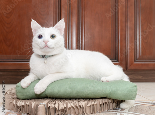 a white cat with blue and yellow eyes lies on a pillow. Portrait of a white cat with beautiful bicolor heterochromatic eyes