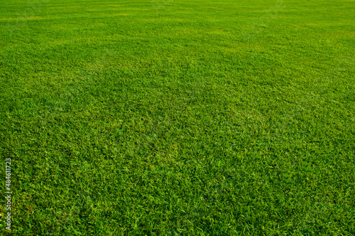 A lush green lawn or meadows in the park. Close up with perspective view.