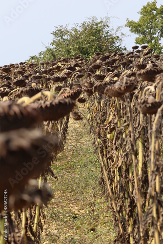 Gros plan sur un sillon de plants de tournesol arrivé à maturité en été dans le Gers