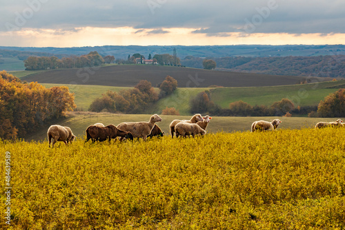 Troupeau de mouton beige et marron broutant sur une colline au coucher du soleil dans un beau paysage vallonné du Gers