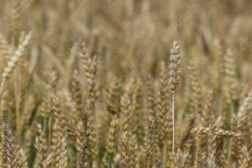 Gotowa do żniw pszenica zwyczajna (Triticum aestivum) . Godne plony, wielkie ziarno. Polska wieś.