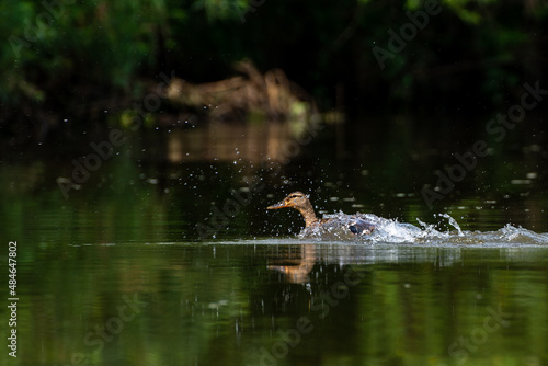 Rozpędzająca się na wodzie kaczka krzyżówka (Anas platyrhynchos) rozchlapuje wodę. 