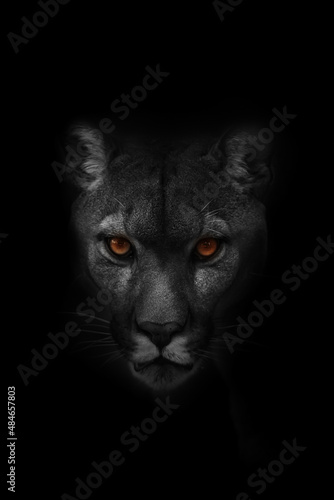 (Puma concolor) mountain lion spooky portrait in black and white with colourful eyes