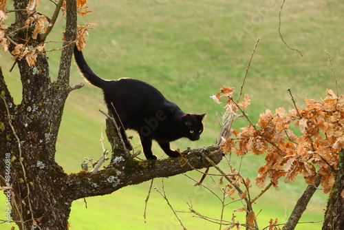 Chat noir aux yeux vert perché seul sur un arbre en automne dans la campagne