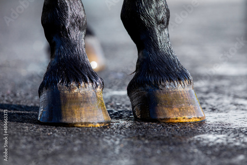 Horse hoof washing with water outdoors. Horse wet legs standing on nature background.