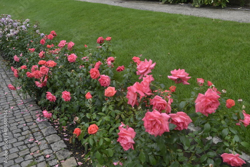 Róże w ogrodzie królewskim na Hradczanach, Praga, Czechy