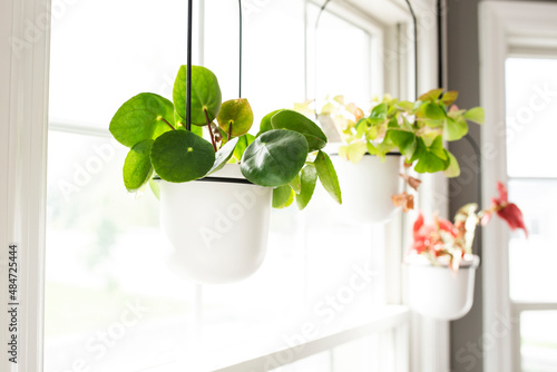 Three Potted Houseplants Hanging in a Sunny Window