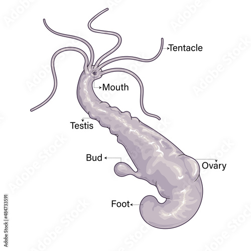 Isolated structure of hydra in white background.
