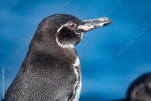 Close up of the Galapagos penguin (Spheniscus mendiculus). It is the only penguin found north of the equator and is endemic to the Galapagos Islands. Photo was taken at Punta Moreno on Isabela Island