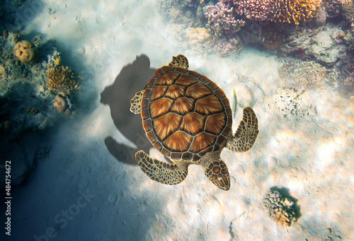 The green sea turtle, Chelonia mydas. Caribbean, Cayman Islands, Galapagos Islands, Grand Cayman, UNESCO World Heritage Site. Young Green Sea Turtle, Overhead View