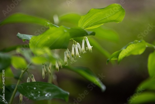 Białe kwiaty kokoryczki rosnącej w cienistym lesie ukryte pod liśćmi