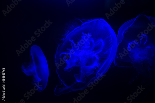 Pływające meduzy w czarnych głębinach oceanu