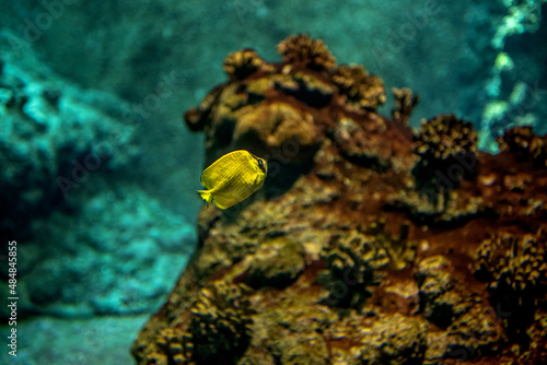mała samotnie pływająca rybka przy rafie koralowej