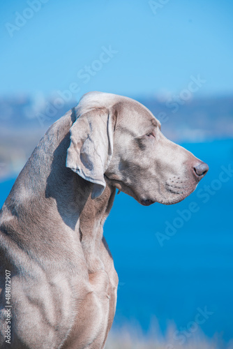 Beautiful close up profile head portrait of stunning muscular male of weimaraner dog on the background of blue river water in sunny day