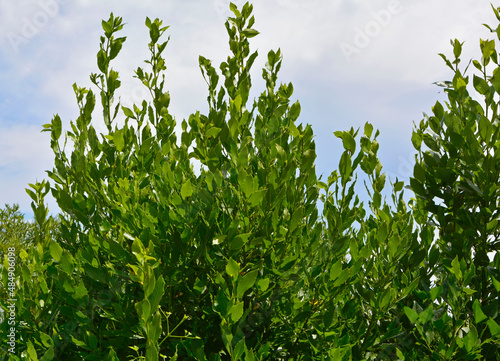 zielone liście laurowe, wawrzyn szlachetny, Laurus nobilis