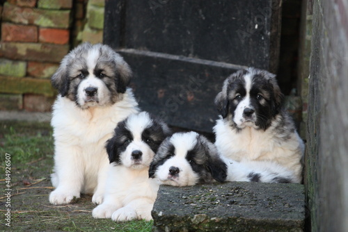 Pyrenean Mastiff puppies