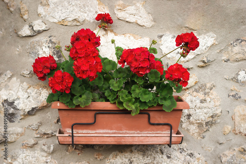 Red geraniums on a stone house