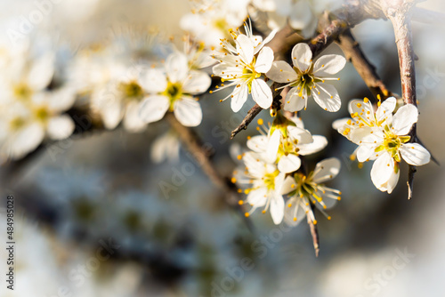 Scena con dei piccoli rami fioriti con fiori bianchi in primavera. Natura. Fuori. Marzo.