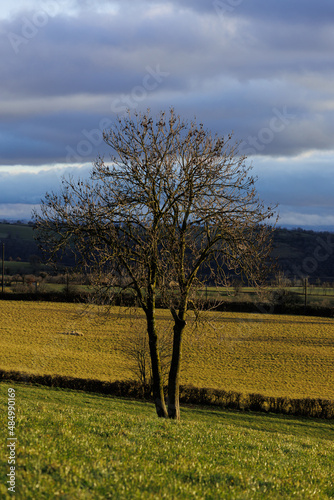 Tree standing in the field