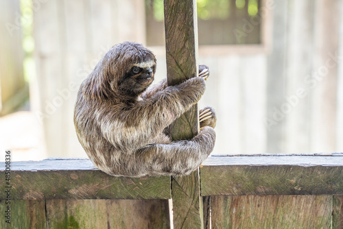 Baby sloth in the Amazon. At the Community November 3, The Village (La Aldea), Amazon, Peru