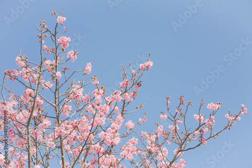 ハイキー調に写した河津桜 