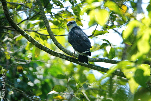 Collared forest-falcon (Micrastur semitorquatus) perched in a tree in Ayampe, Ecuador
