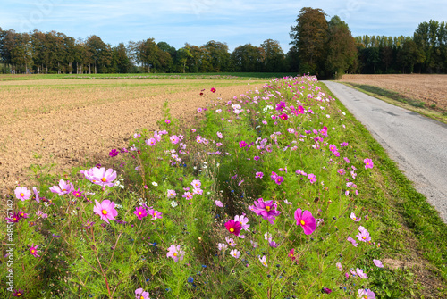 Jachère fleurie le long d'une route de campagne