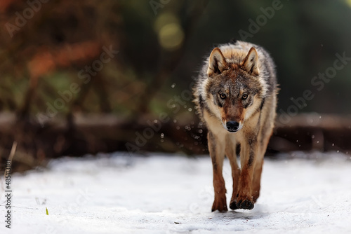 male Eurasian wolf (Canis lupus lupus) walking through the woods looking very dangerous