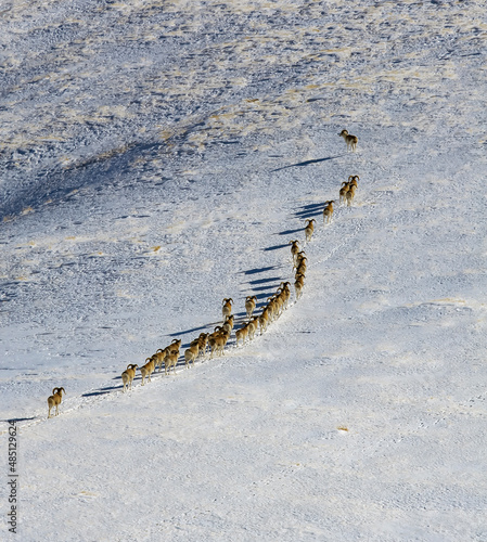 Wild mountain sheep or argali are walking in chain along snow-covered mountain slope.