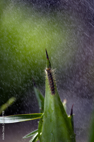 Gąsienica w deszczu na agawie rozmyte tło 