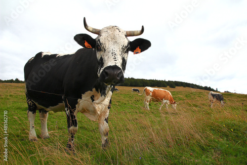 Near the Grand Ballon, a Vosgienne cow stares at the photographer with puzzlement (Vosges mountains, Haut Rhin, Grand Est region, Alsace, France)