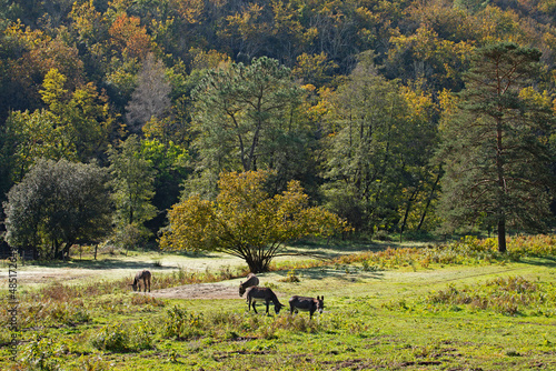 Anes pâturant dans un champ isolé au milieu des bois dans une nature sauvage sous le soleil d'automne en Cévennes.
