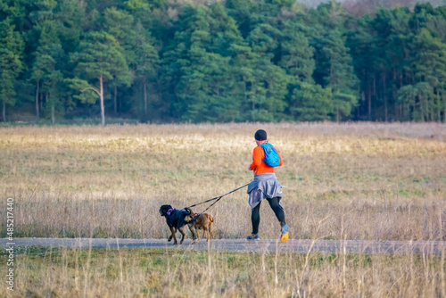 man in a high visibility orange top jogging on an unmade track road with 2 dogs attached to waist band leads