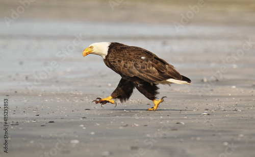 A Bald Eagle running down a sandy beach