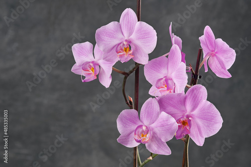 Beautiful pink Phalaenopsis orchid flower. Luxury Rose Orchidea variety on gray background.