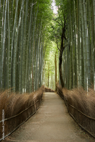 Arashiyama bamboo forest path in Kyoto Japan vertical