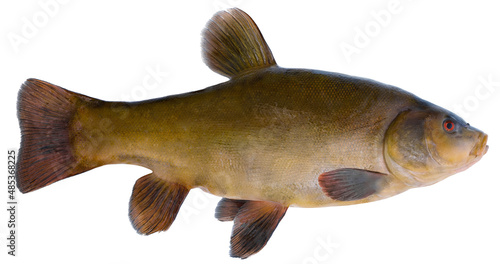  Freshwater fish isolated on white background closeup. The tench or doctor fish is a fish in the carp family Cyprinidae, type species: Tinca tinca