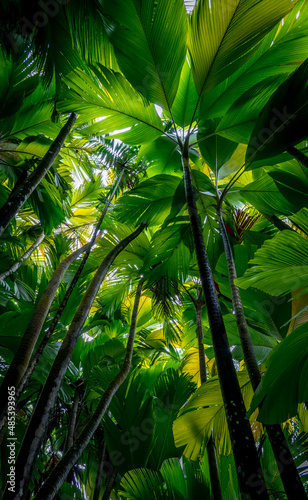 Palm tree leaves forming beautiful green shades