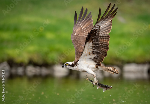 An osprey fishing in Maine 