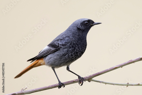 Male black redstart - Phoenicurus ochruros