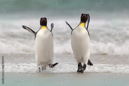 Wild bird in the water. Big King penguin jumps out of the blue water after swimming through the ocean in Falkland Island. Wildlife scene from nature. Funny image from the ocean.